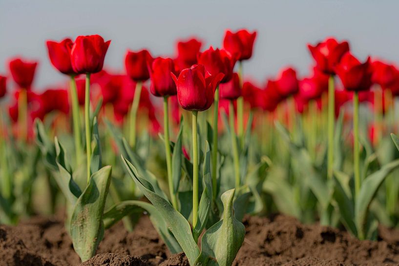 Tulpen uit Zeeland van Martine Moens