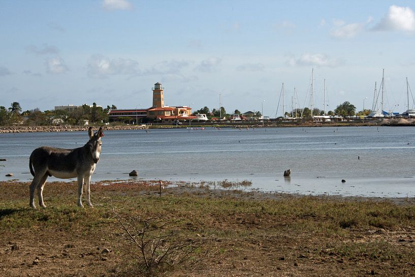 Saliña Kralendijk mét ezel. von Silvia Weenink
