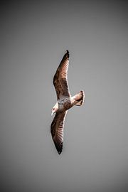 Seagull by Laurenz Heymann