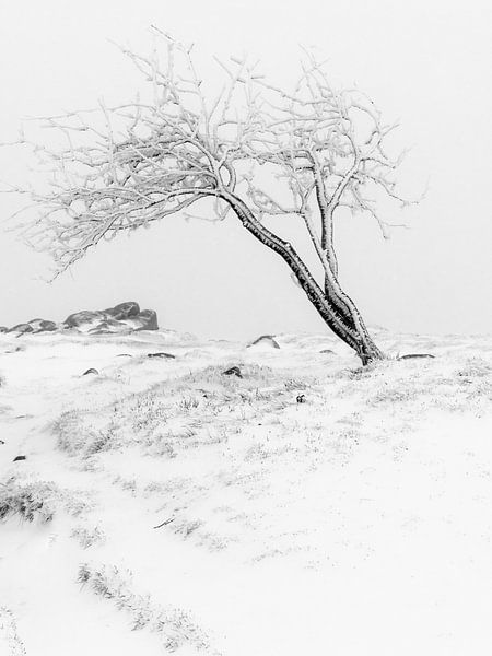 Der Baum nach dem Sturm von Julien Beyrath