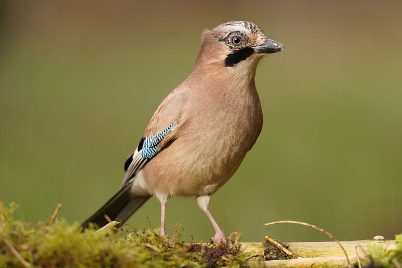 Jay in voller Länge von Stobbe; stiltegrafie