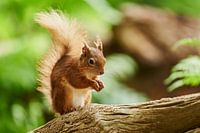 Écureuil roux