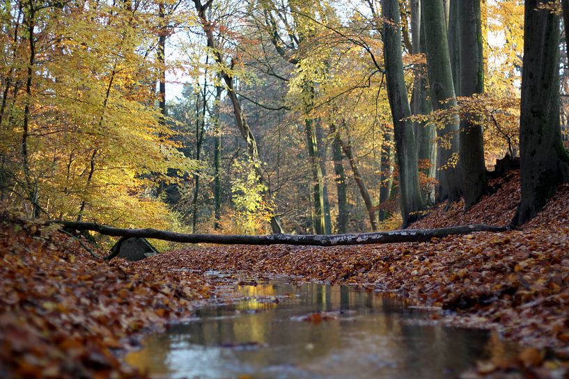Promenade en forêt automnale, Oosterbeek, Pays-Bas par Ingrid Meuleman