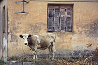 lonely cow... 