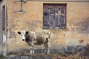 lonely cow..  van Els Fonteine