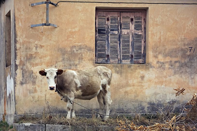 lonely cow..  van Els Fonteine
