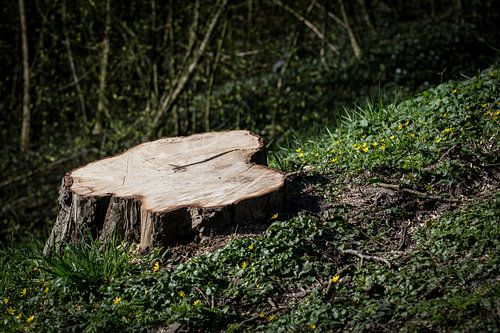 Een boomstomp in het gras