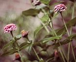 Vintage vibe -roze Zinnia van Mariska Vereijken thumbnail