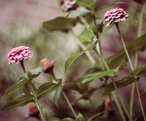 Vintage-Stimmung -Rosa Zinnia