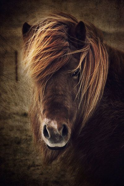 Beautyful horse von AD DESIGN Photo & PhotoArt