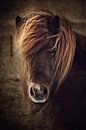 Beautyful horse von AD DESIGN Photo & PhotoArt Miniaturansicht