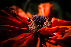 Mohnblume 