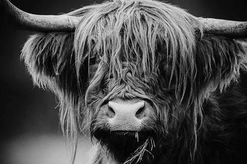 Schotse Hooglander