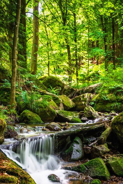 Ilsewald von Tim Lee Williams