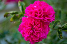 High trunk roses at the Circus in Putbus on the island of Rügen by GH Foto & Artdesign