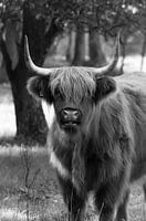 Scottish Highlander