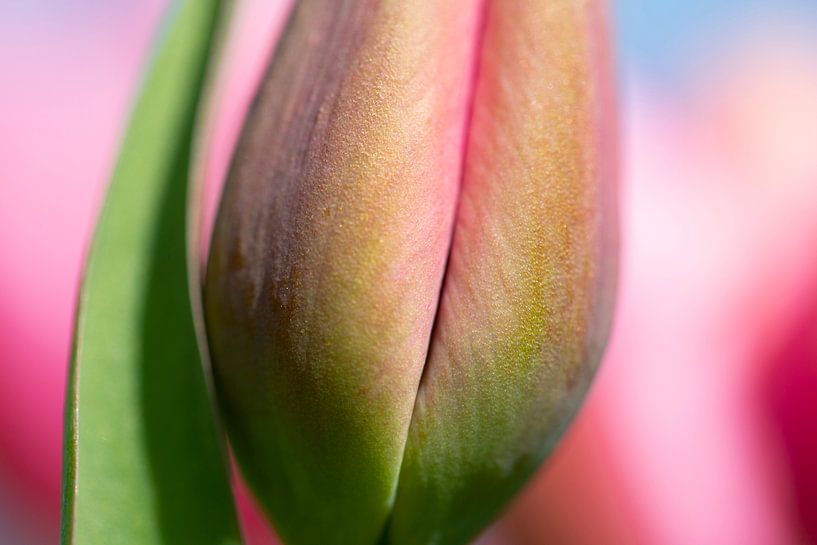 Pink tulip by Astrid Volten