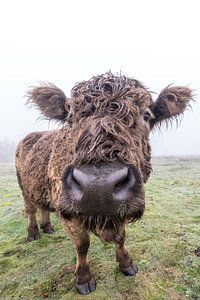 Galloways auf dem Feld