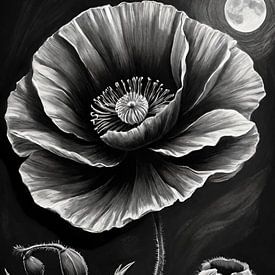 Poppy in the moonlight by Niek Traas