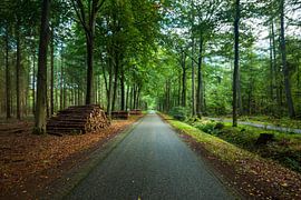 Wald Exloo von Alexander van der Molen