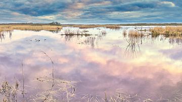 Callantsoog het Zwanenwater natuurgebied in de winter van eric van der eijk