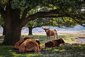 Scottish Highlanders at rest
