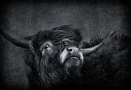 Schotse hooglander zwart wit van natascha verbij thumbnail