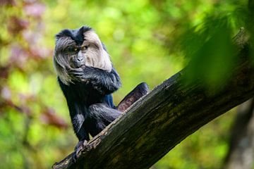 Monkey in tree: bearded monkey - ( aka wanderoe or lion-tailed macaque ) by Chihong