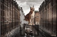 Verloren plaats Dandy- Puma