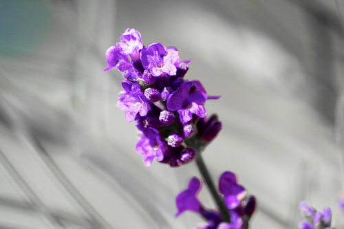 Lavender by Reinhardt Dallgass