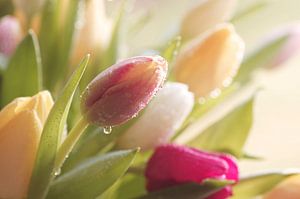 Tulpen nach einem Regenschauer  