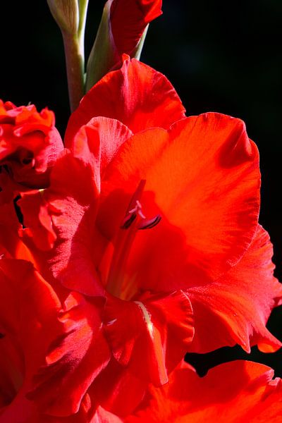 Een rode bloem van een gladiool van Gerard de Zwaan