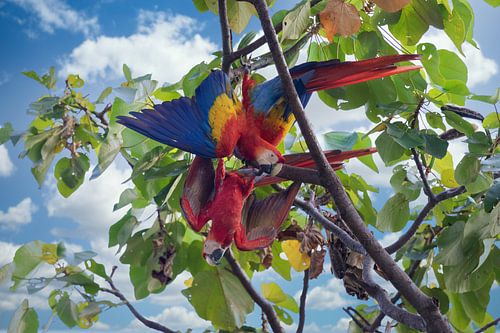 Two macaws in the rainforest of Costa Rica