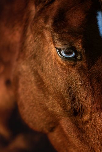 À travers les yeux du cheval