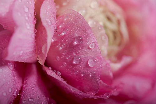 Druppels op de bloemblaadjes van een roze ranonkel