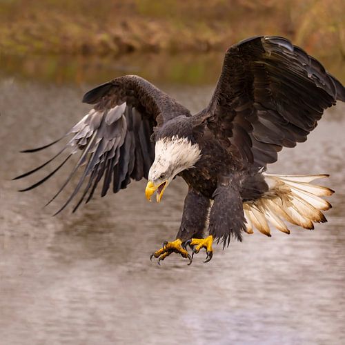 American Bald Eagle, Haliaeetus leucocephalus, aka Bald Eagle
