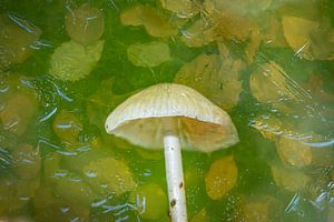 Faites entrer l'atmosphère de l'automne dans votre maison avec ce champignon.