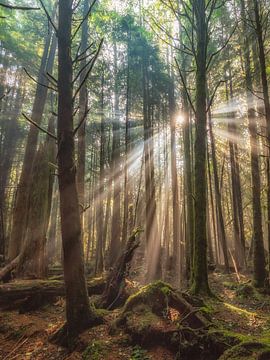 The sunlight along the tall trees by MADK