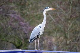 reiger van jesper makkinje