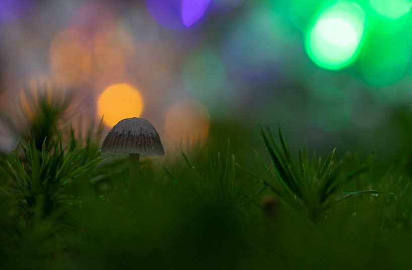 disco par peterheinspictures