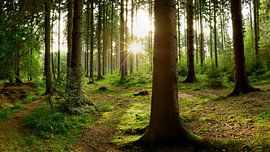 Wunderschöner Sonnenaufgang im Wald von Günter Albers