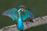 Kingfisher with spread wings on a branch by Jan Jongejan thumbnail