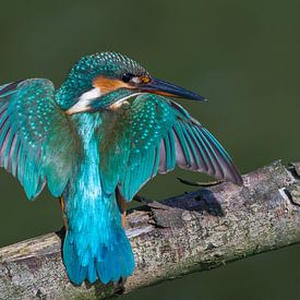 Kingfisher with spread wings on a branch by Jan Jongejan