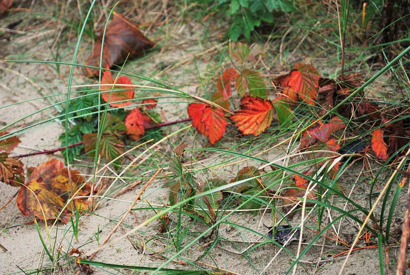 Herfst van Jetty Boterhoek