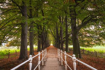 Avenue of trees Valkenburg Limburg Autumn by Zwoele Plaatjes