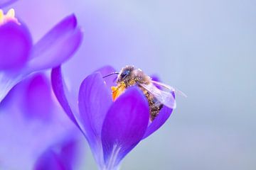 Bee on crocus. by Francis Dost