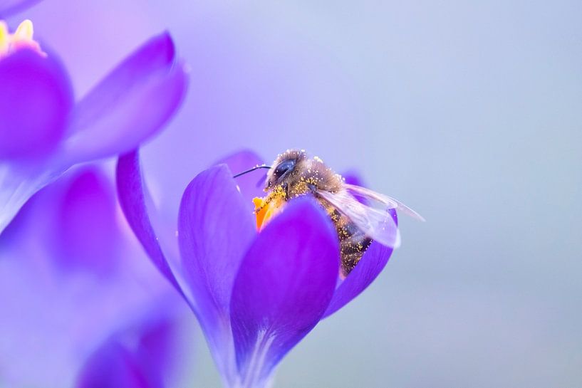 Biene auf Krokus. von Francis Dost