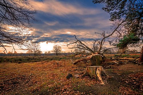Heidelandschaft im Sonnenuntergang
