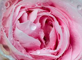 Roze by Sybolt Engelsma