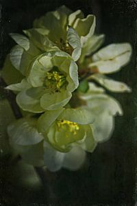 Frühlingsnacht - Quittenblüte